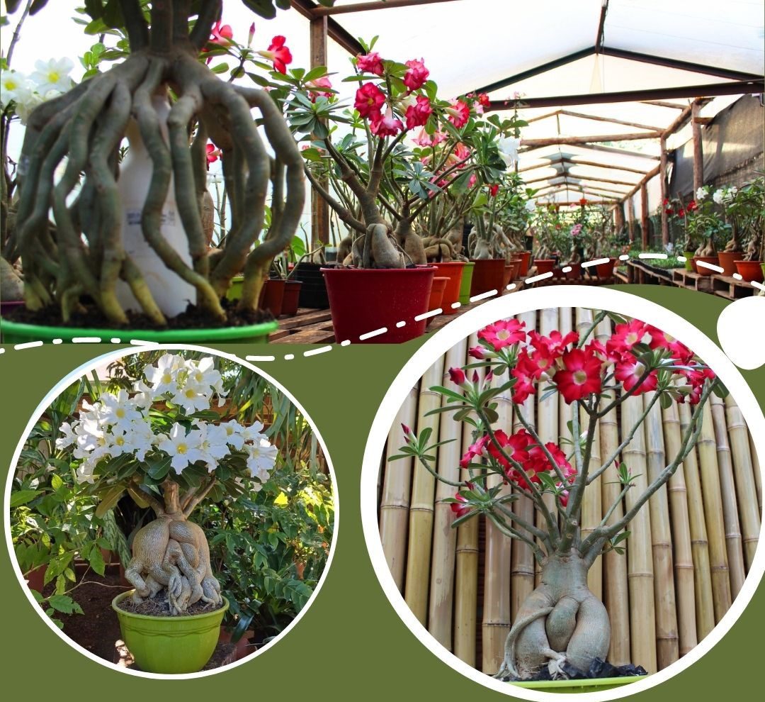 Jardín Rosa del Desierto es el nombre de un hermoso lugar ubicado en Wanda, dentro de la provincia de Misiones. Este jardín se distingue por su particular encanto en la localidad.